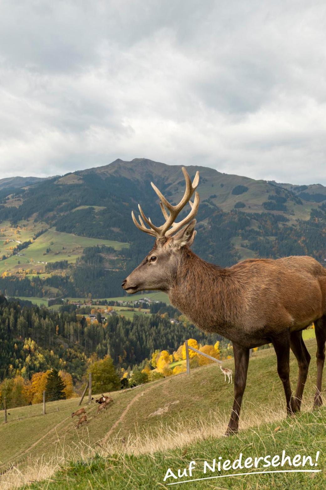 Ferienwohnung Auf Niedersehen - 8 Personen - Kitzbuehler Alpen - Hoehe Tauern Np Hollersbach im Pinzgau Luaran gambar